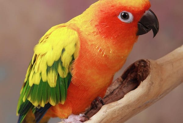 Pied Sun Conure