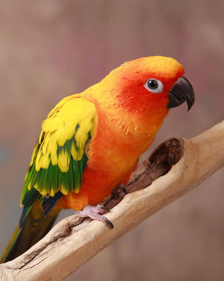 Vẹt Sun Conure 3 Pied Sun Conure
