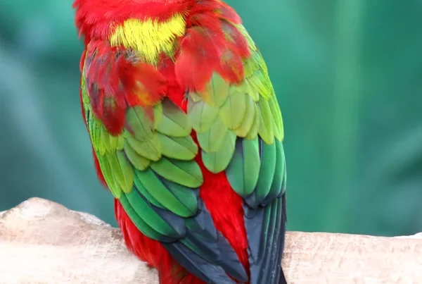 Chattering Lory