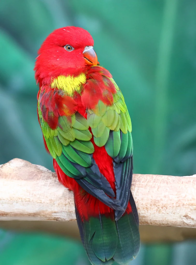 Lory 2 Chattering Lory