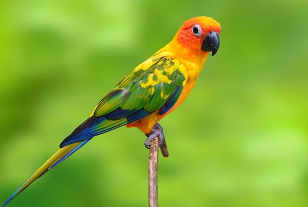 Vẹt sun conure