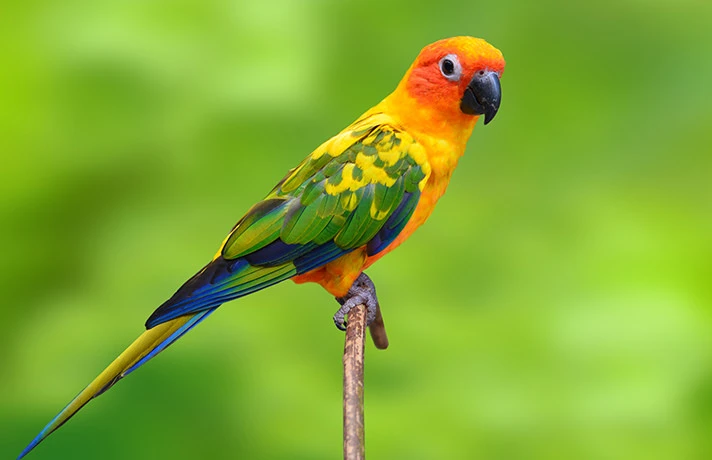 Vẹt Wiki 3 Vẹt sun conure