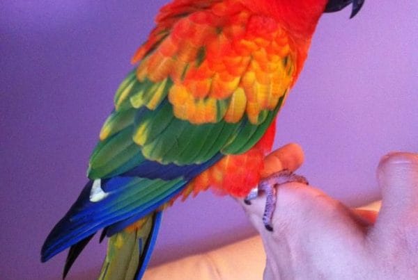 Red Factor Sun Conure
