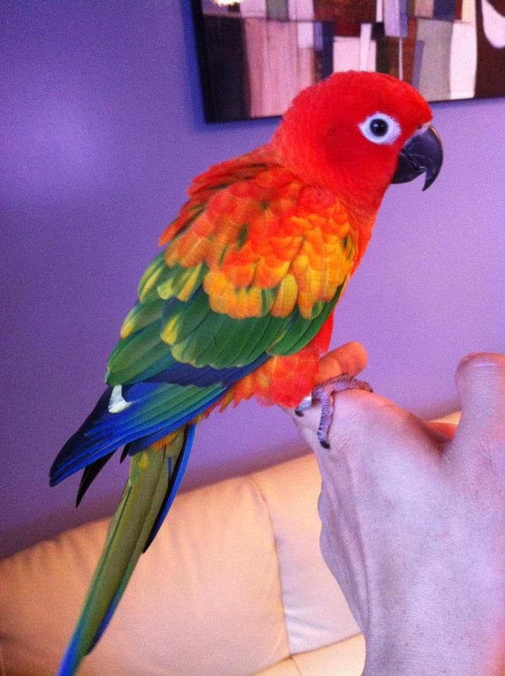 Vẹt Sun Conure 2 Red Factor Sun Conure